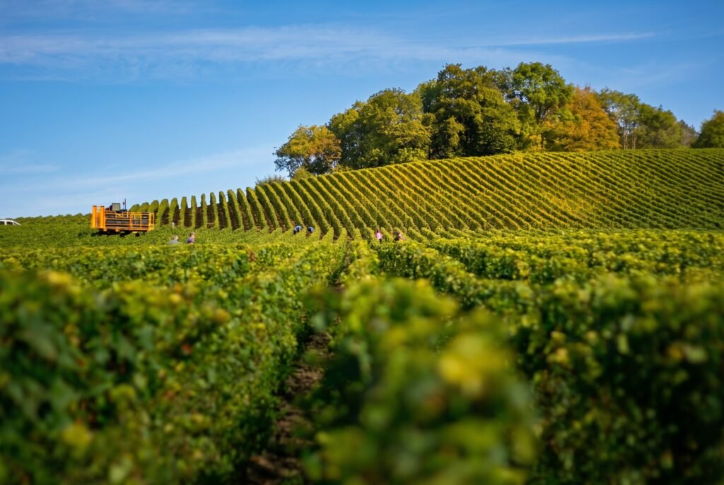 Farmland rows under a clear sky
